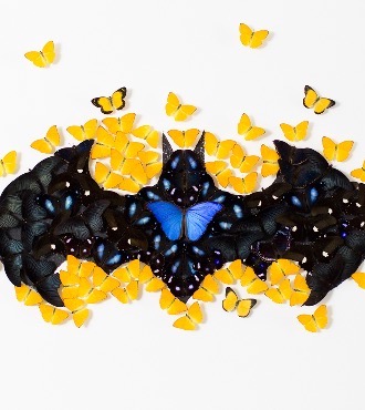 Batman - Acrylique sur papier et papillons naturalisés - 139 x 120 x 10 cm